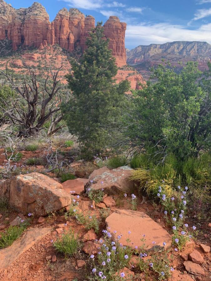 Sedona Room Homestay - Thunder Mountain Eksteriør billede